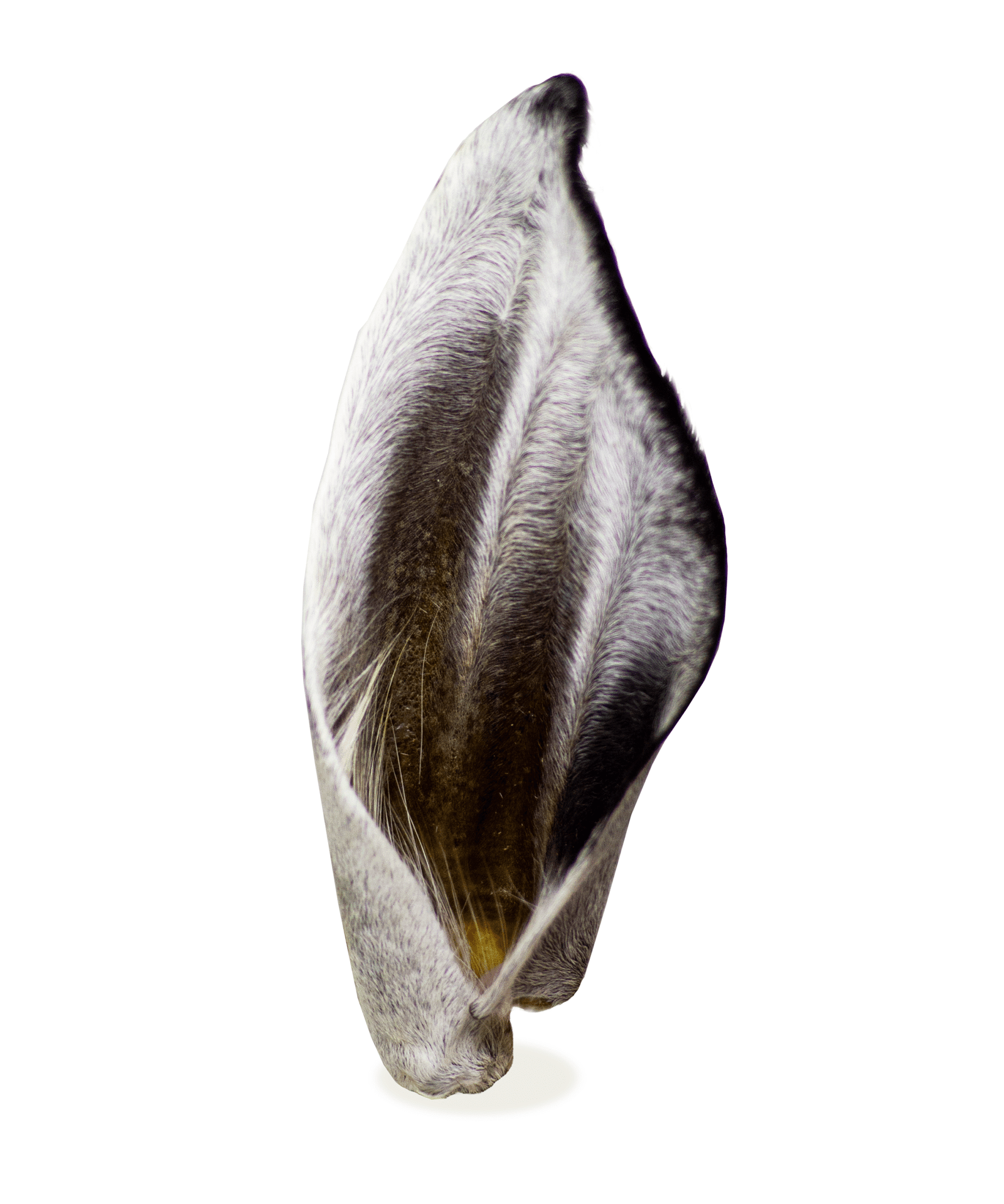 Preciosa 1 uni - Alecrim Pet - Imagem 2