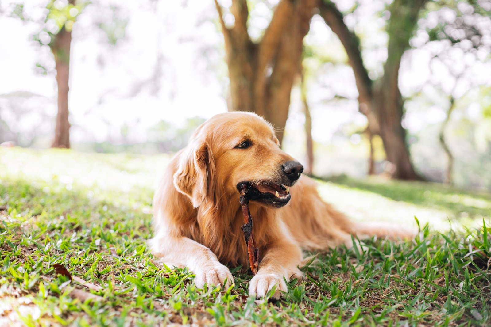 Dual 1un - Natuka - Imagem 2